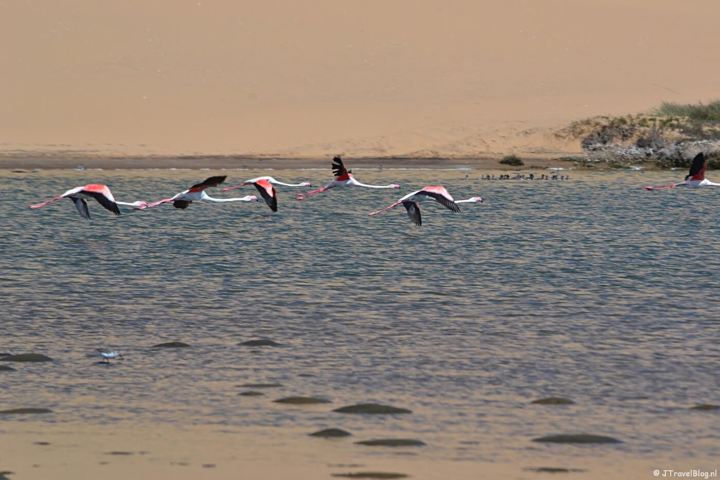 Flamingo's bij de lagune tijdens de Living Desert Tour in de duinen bij Walvis Bay