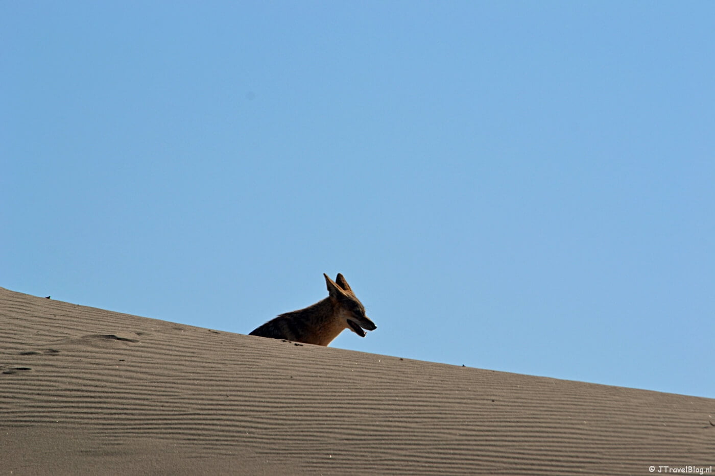 Een jakhals tijdens de Living Desert Tour in de duinen bij Walvis Bay
