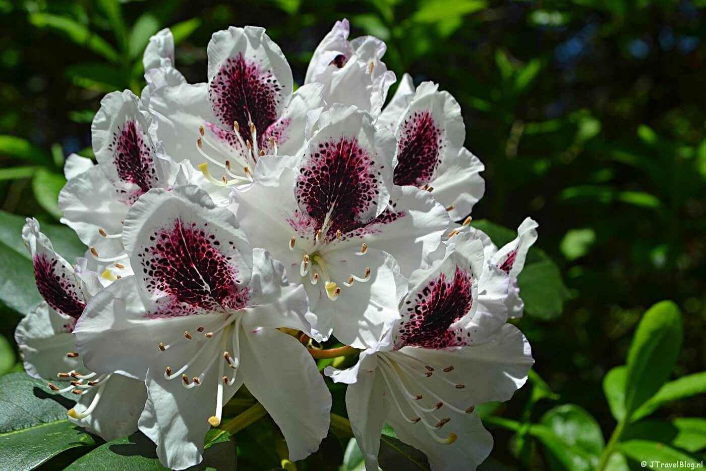 Rododendron in het Amstelpark in Amsterdam