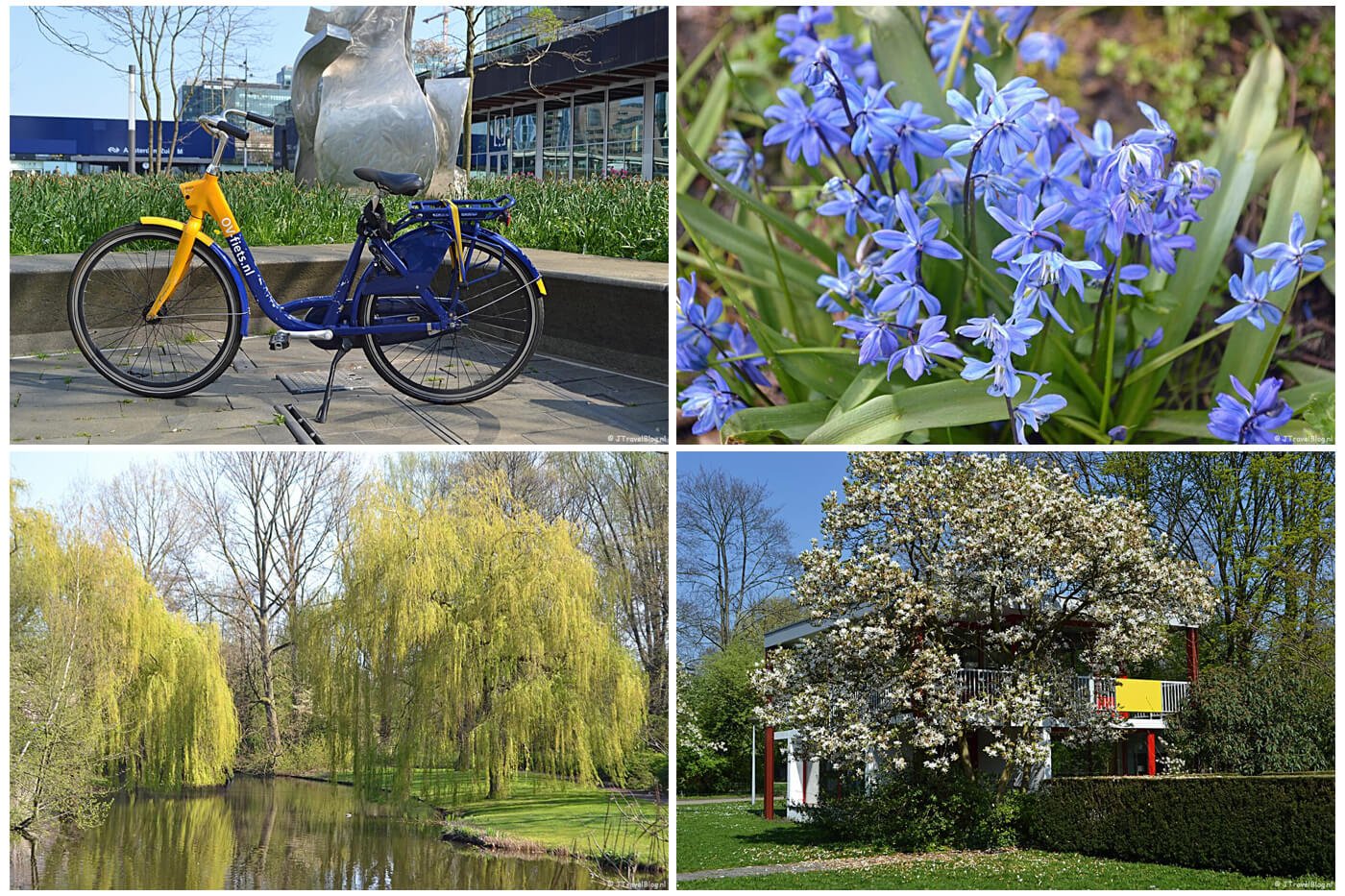 Groene Wandeling Zuidas met mijn OV Fiets, boshyacinten in het Gijsbrecht van Aemstelpark, het Beatrixpark en het Amstelpark