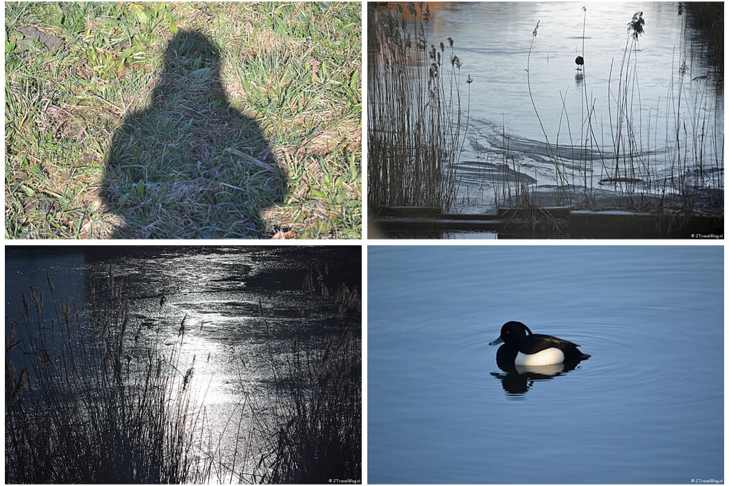Foto's gemaakt tijdens een winterse wandeling tijdens de derde fase van mijn cognitieve gedragstherapie. De vogel rechtsonder is een kuifeend.