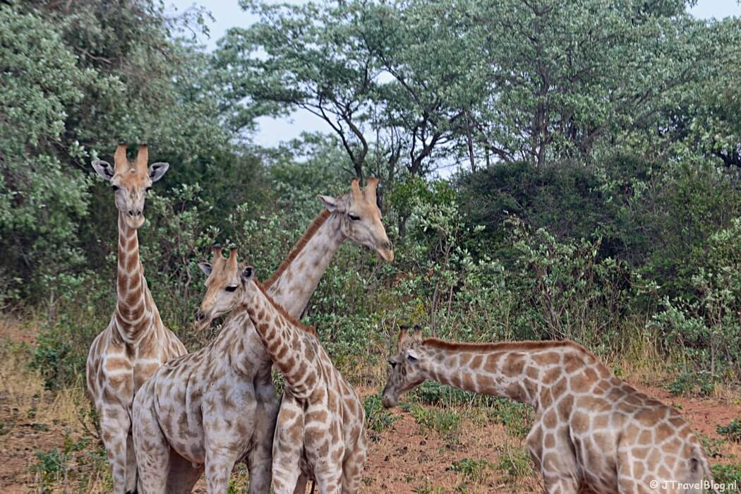 Giraffes in het Waterberg Plateau National Park in Namibië