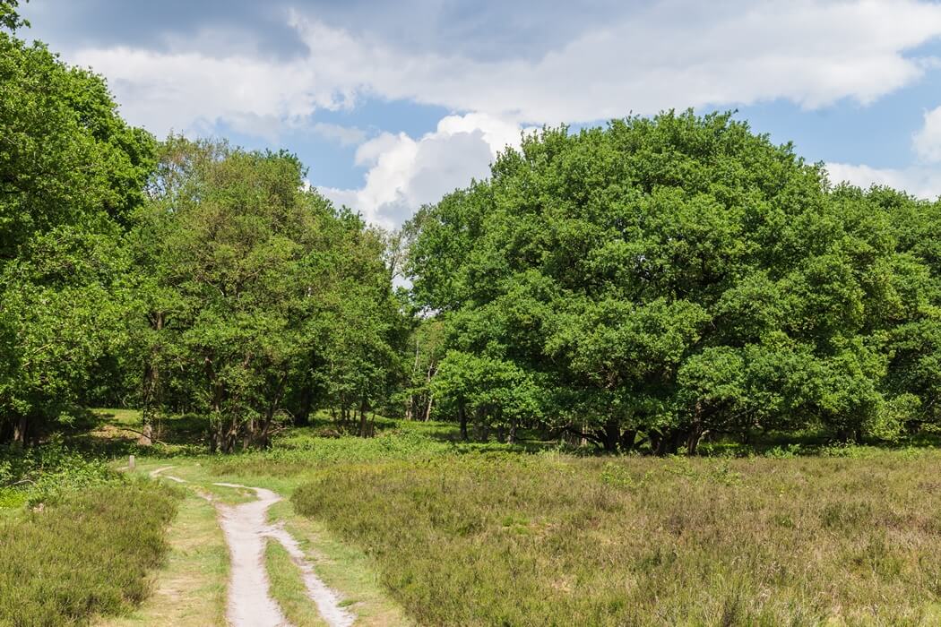 Winnaar van de wandelroute van het jaar 2022: Hondsrug