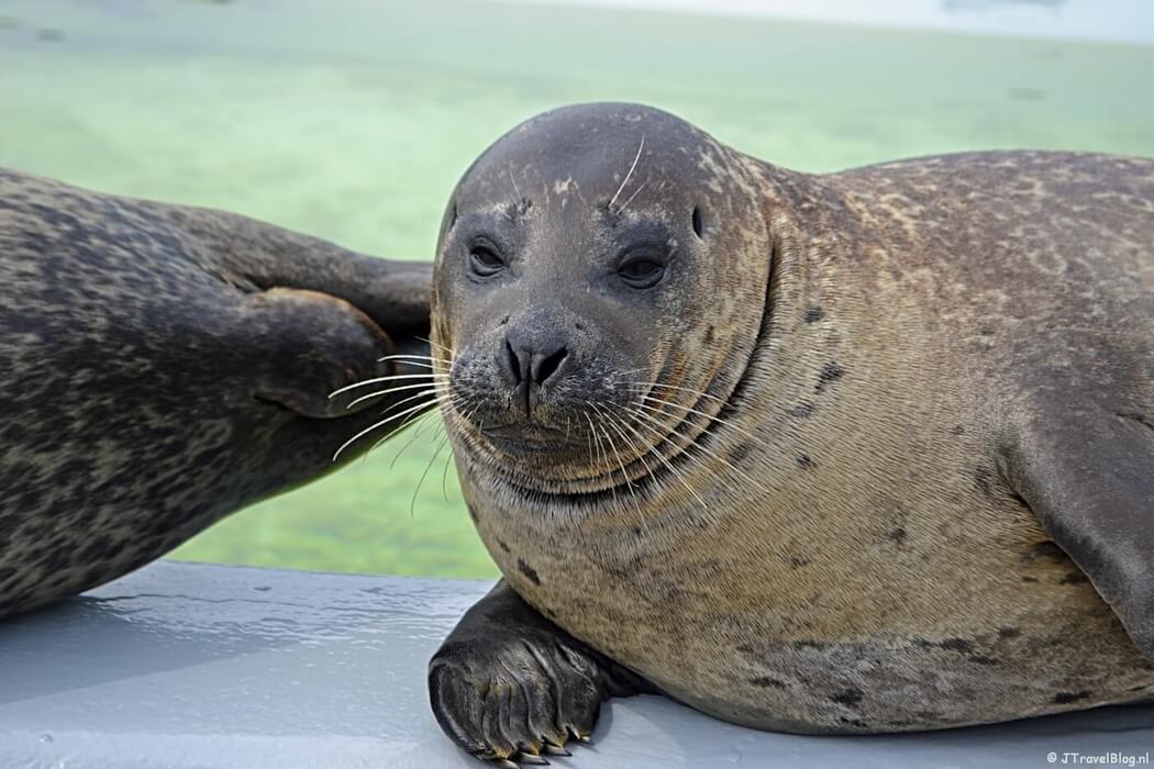 Zeehond in Ecomare in De Koog op Texel