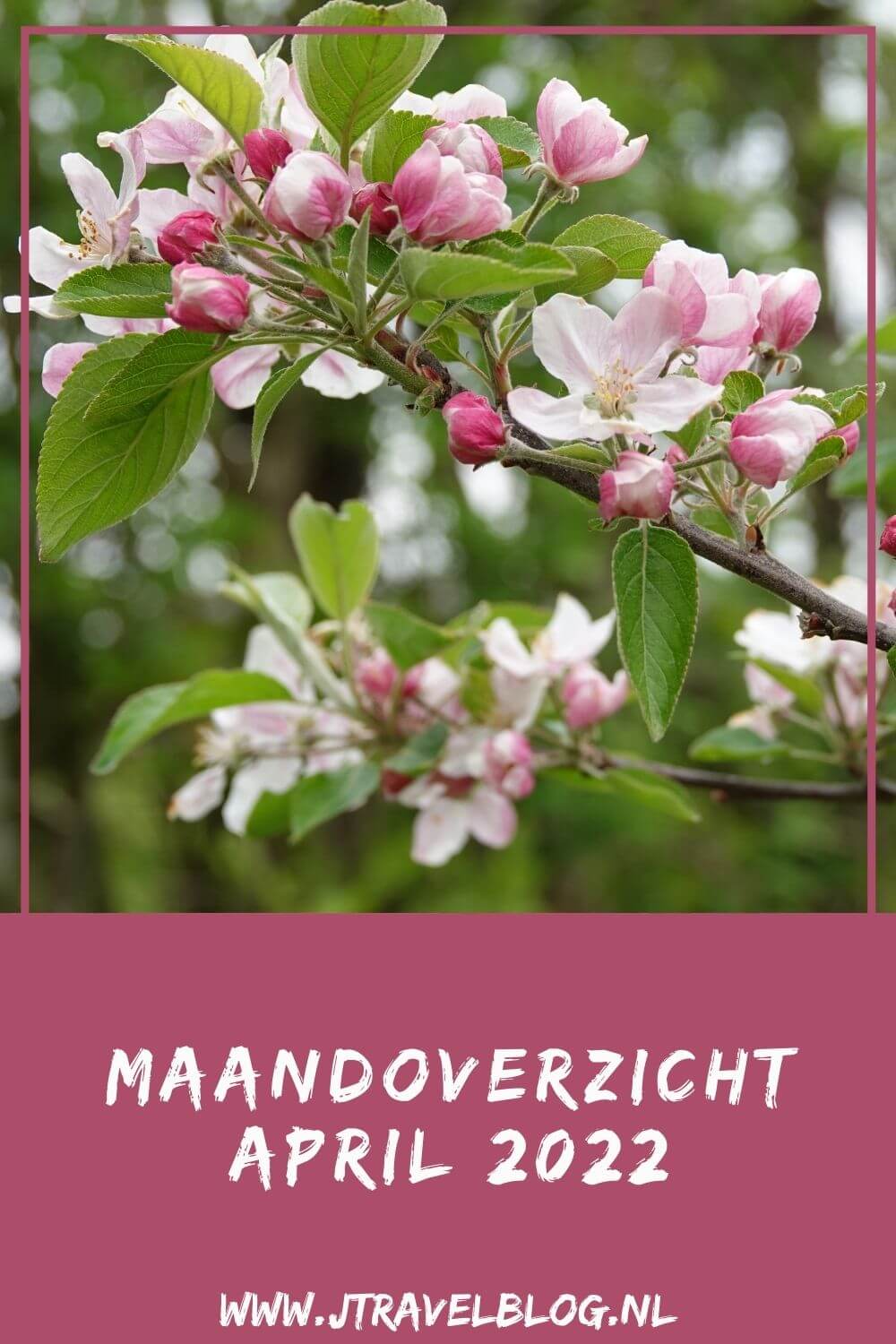 In april 2022 liep ik een etappe van het Westerborkpad, maakte ik een wandeling in de Amsterdamse Waterleidingduinen en zag 3 vossenwelpen, bezocht ik Huis Barnaart in Haarlem en de Keukenhof in Lisse, maakte ik een fietstocht in de Bollenstreek en liep de Olmenhorstroute in Lisserbroek. Meer hier over lees je in dit maandoverzicht. #maandoverzicht #april2022 #westerborkpad #huisbarnaart #bollenstreek #amsterdamsewaterleidingduinen #keukenhof #olmenhorstroute #jtravel #jtravelblog