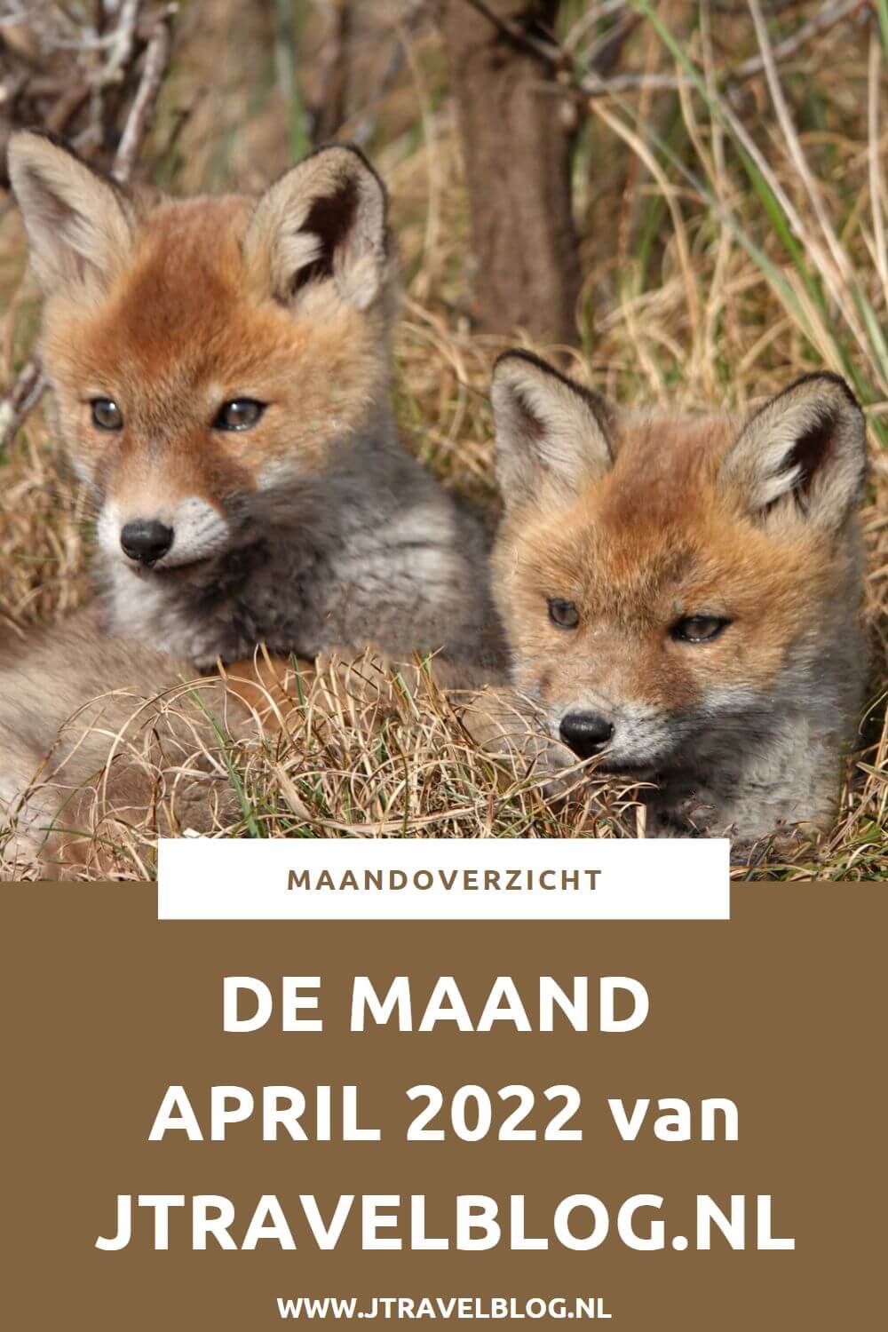 In april 2022 liep ik een etappe van het Westerborkpad, maakte ik een wandeling in de Amsterdamse Waterleidingduinen en zag 3 vossenwelpen, bezocht ik Huis Barnaart in Haarlem en de Keukenhof in Lisse, maakte ik een fietstocht in de Bollenstreek en liep de Olmenhorstroute in Lisserbroek. Meer hier over lees je in dit maandoverzicht. #maandoverzicht #april2022 #westerborkpad #huisbarnaart #bollenstreek #amsterdamsewaterleidingduinen #keukenhof #olmenhorstroute #jtravel #jtravelblog