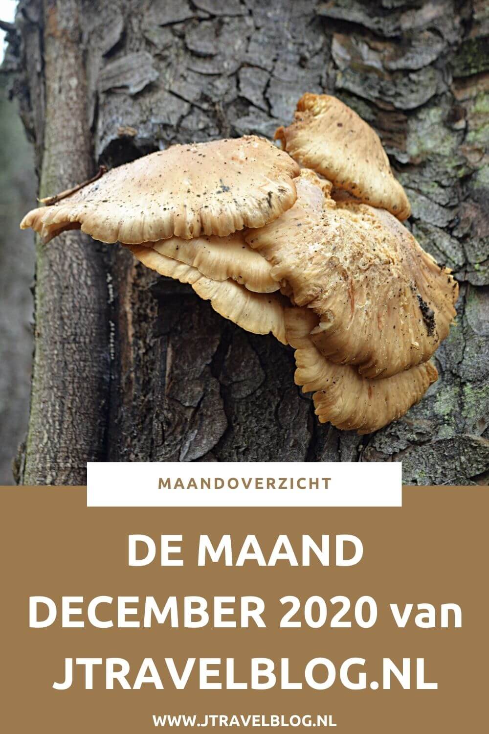In december 2020 heb ik slechts 1 uitstapje gemaakt: ik maakte ik een wandeling in de Amsterdamse Waterleidingduinen. De rest van de maand werkte ik veel achter de schermen aan de websites. Meer hier over lees je in dit maandoverzicht. #maandoverzicht #december2020 #wandelen #awd #amsterdamsewaterleidingduinen #jtravel #jtravelblog