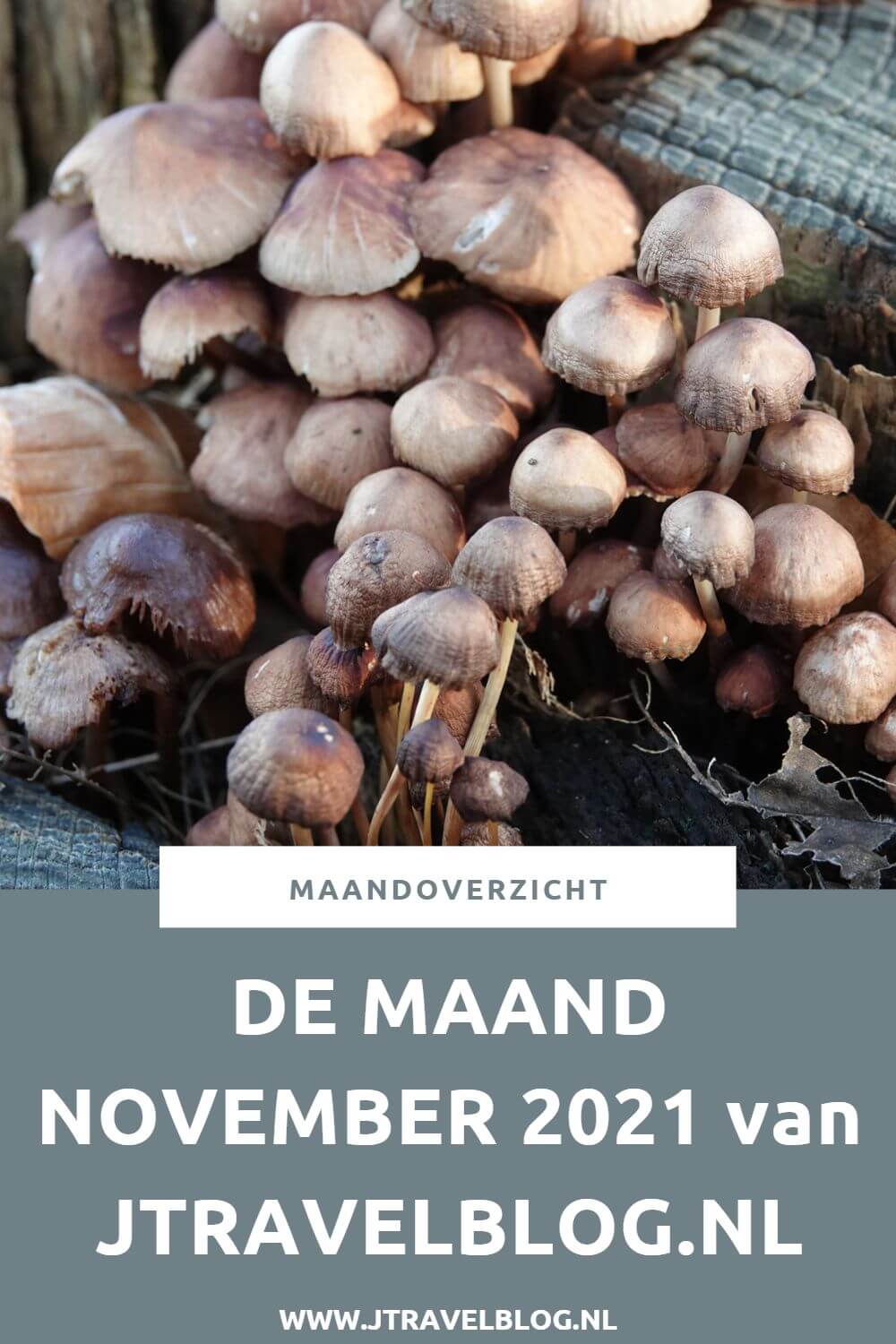 In november 2021 maakte ik een wandeling langs het kabouterpad in het Haarlemmermeerse Bos, beklom ik de Big Spotters Hill in Vijfhuizen, maakte ik een wandeling over Buitenplaats Beeckestijn in Velsen en maakte ik een wandeling in de Amsterdamse Waterleidingduinen. Meer hier over lees je in dit maandoverzicht. #maandoverzicht #november2021 #haarlemmermeersebos #bigspottershill #buitenplaatsbeeckesijn #amsterdamsewaterleidingduinen #wandelen #jtravel #jtravelblog