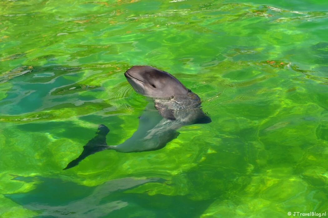 Een bruinvis in Ecomare in De Koog op Texel