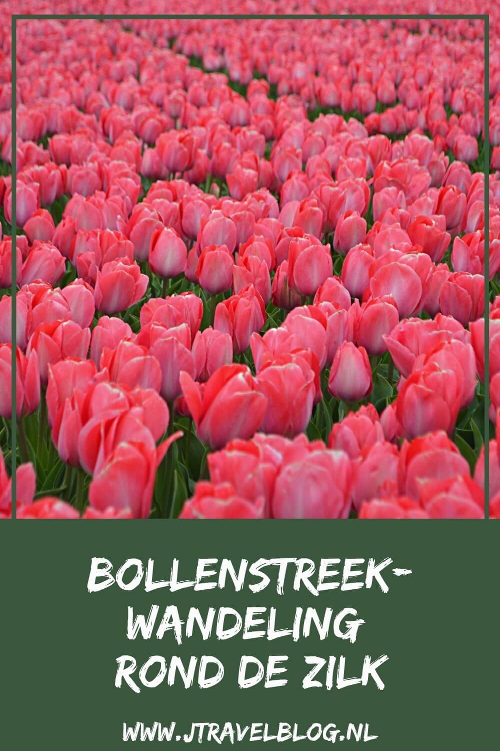 Ik maakte een Bollenstreekwandeling rond De Zilk in Zuid-Holland. Deze Bollenstreekwandeling gaat via verschillende knooppunten en langs veel bollenvelden. Wandel je mee? #bollenstreekwandeling #bollenstreek #dezilk #wandelen #jtravel #jtravelblog
