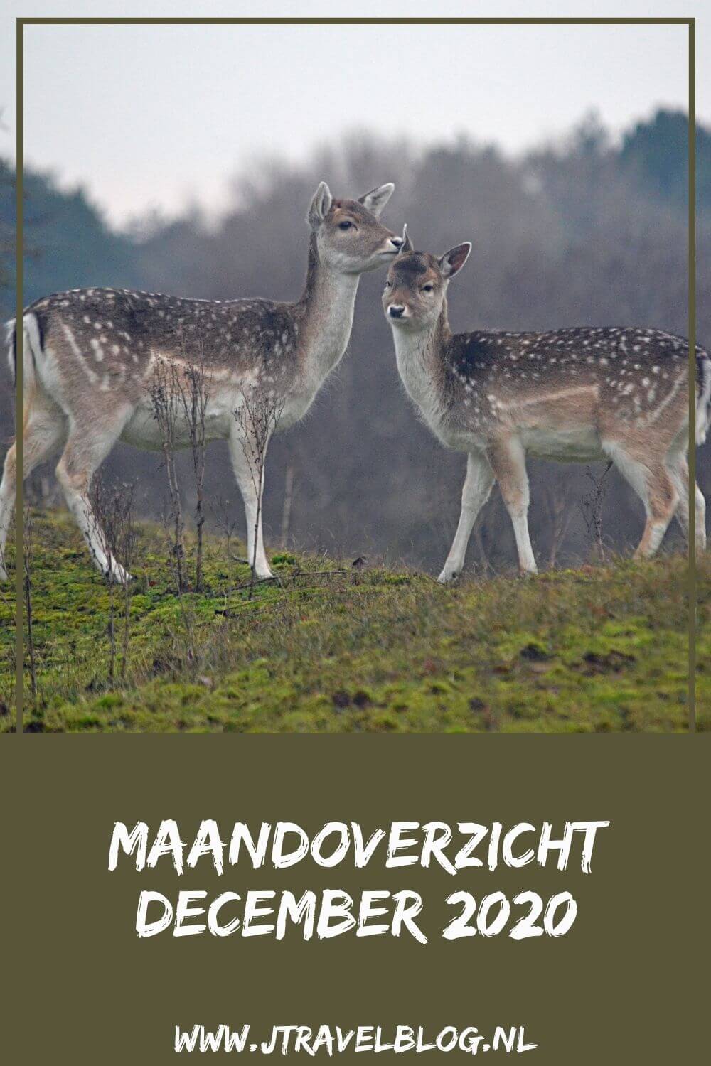 In december 2020 heb ik slechts 1 uitstapje gemaakt: ik maakte ik een wandeling in de Amsterdamse Waterleidingduinen. De rest van de maand werkte ik veel achter de schermen aan de websites. Meer hier over lees je in dit maandoverzicht. #maandoverzicht #december2020 #wandelen #awd #amsterdamsewaterleidingduinen #jtravel #jtravelblog