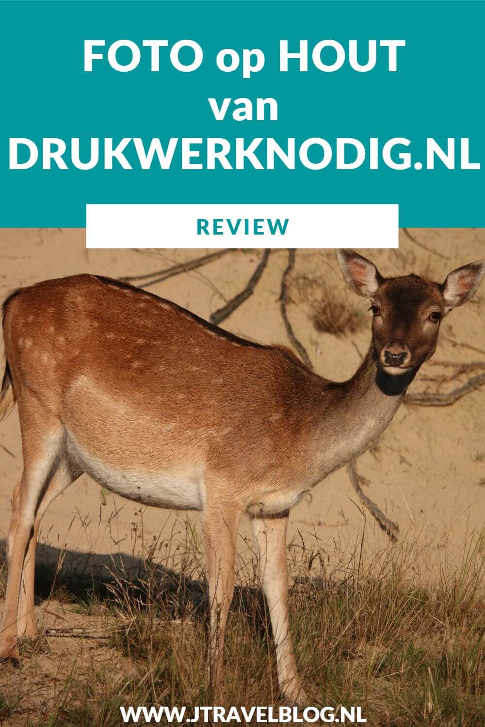 Van Drukwerknodig.nl mocht ik een foto op hout uitkiezen. Ik koos voor een foto die ik maakte tijdens รฉรฉn van mijn vele wandelingen in de Amsterdamse Waterleidingduinen. Mijn review over Drukwerknodig.nl lees je op mijn website. Lees je mee en doe inspiratie op. #review #fotophout #drukwerknodig #damhert #amsterdamsewaterleidingduinen #jtravelblog #jtravel