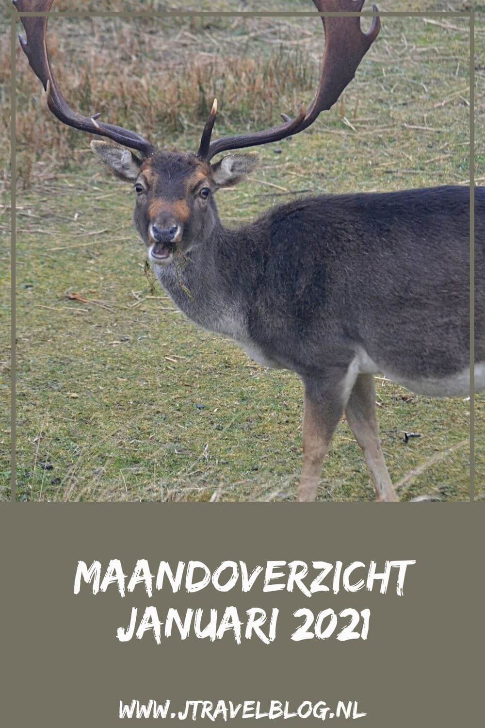 In januari 2021 maakte ik een fietstocht langs beeldhouwwerken van Kees Verkade, twee wandelingen in de Amsterdamse Waterleidingduinen en één over Buitenplaats Leyduin in Vogelenzang. Meer hier over lees je in dit maandoverzicht. #maandoverzicht #januari 2021 #vogelenzang #amsterdamsewaterleidingduinen #buitenplaatsenpad #keesverkade #jtravel #jtravelblog