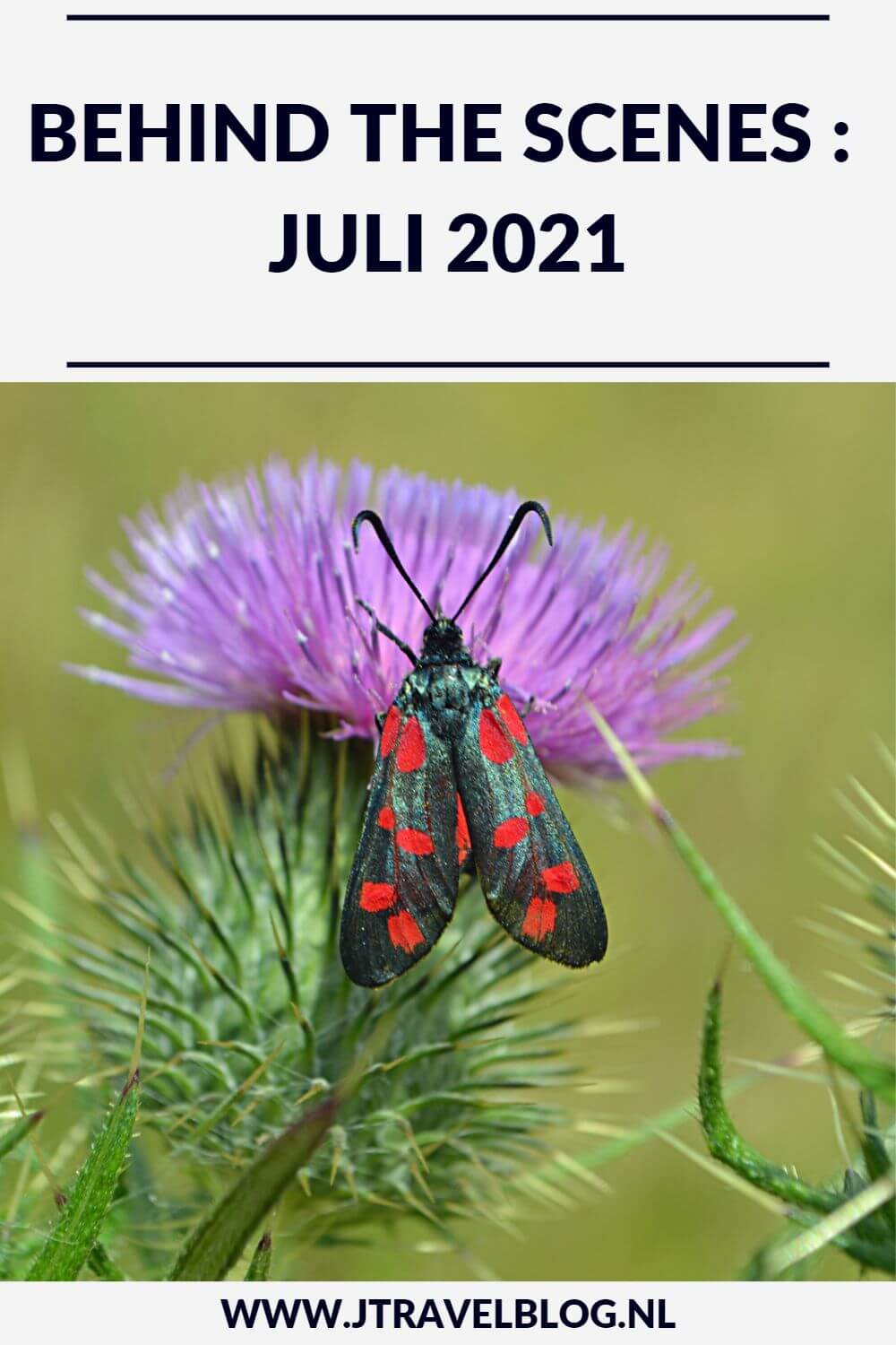 In juli 2021 liep ik de Vrijheidswandeling en korte Beeldenwandeling in Haarlem, liep ik een etappe van het Westerborkpad van Station Hilversum Sportpark naar Station Baarn, maakte ik een mooie wandeling in de Amsterdamse Waterleidingduinen en fietste ik de Manpadroute. Meer hier over lees je in dit maandoverzicht. #maandoverzicht #juli2021 #westerborkpad #amsterdamsewaterleidingduinen #wandelen #fietsen #haarlem #vrijheidswandeling #beeldenwandeling #manpadroute #jtravel #jtravelblog