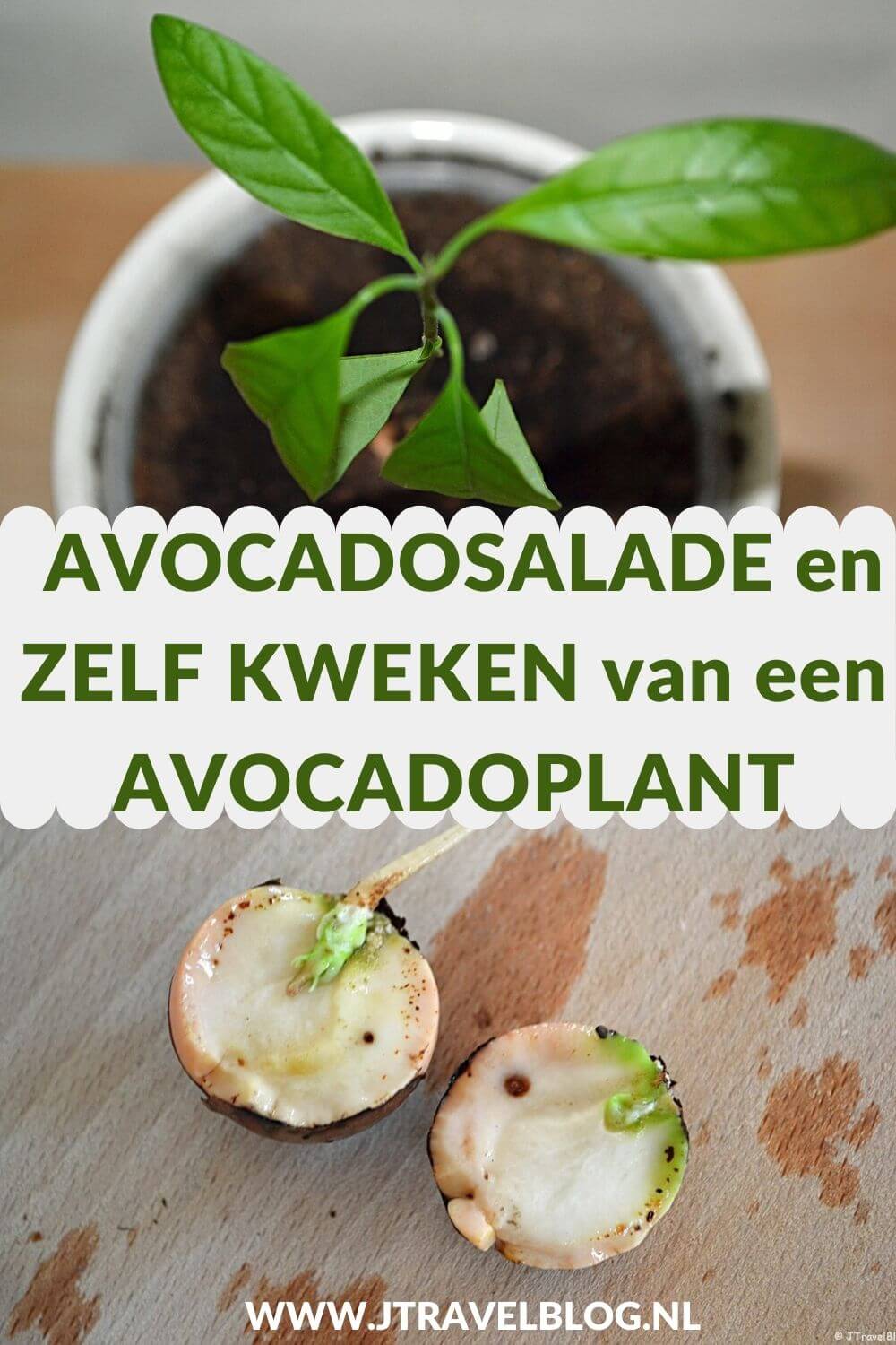 Ik heb een heerlijke salade voor je gemaakt: avocadosalade. Makkelijk en snel te maken. Eet smakelijk. Hier lees je hoe je dit recept zelf kunt maken. #recept #avocadosalade #avocado #salade #jtravel #jtravelblog