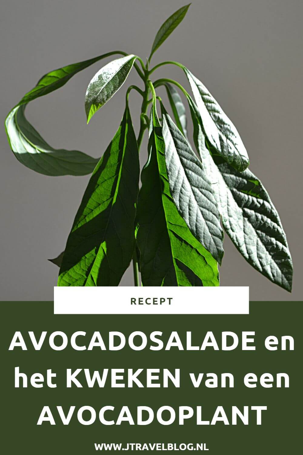 Ik heb een heerlijke salade voor je gemaakt: avocadosalade. Makkelijk en snel te maken. Eet smakelijk. Hier lees je hoe je dit recept zelf kunt maken. #recept #avocadosalade #avocado #salade #jtravel #jtravelblog