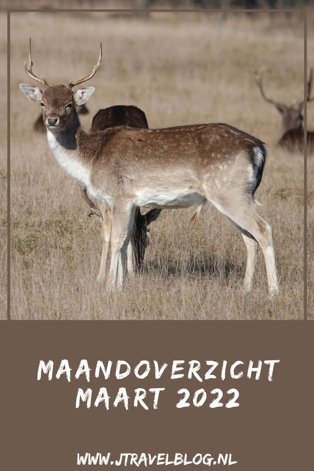 In maart 2022 liep ik twee etappes van het Westerborkpad, maakte ik een wandeling in de Amsterdamse Waterleidingduinen, bezocht het Panoramaterras op Schiphol en het Bloesempark in het Amsterdamse Bos, maakte ik twee fietstochten in de Bollenstreek en bezocht Museum de Zwarte Tulp in Lisse. Meer hier over lees je in dit maandoverzicht. #maandoverzicht #maart2022 #westerborkpad #reuzenbollen #bloesempark #panoramaterras #bollenstreek #amsterdamsewaterleidingduinen #museumdezwartetulp #jtravel #jtravelblog