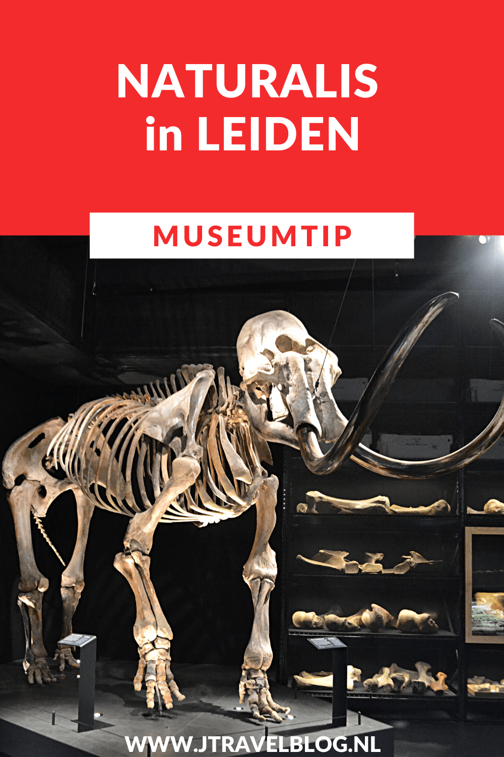 Deze museumtip gaat over Naturalis in Leiden. In Naturalis beleef je de wonderlijke wereld die natuur heet. Ga op ontdekkingstocht in zeven tentoonstellingszalen vol met het mooiste uit de natuur en ga op zoek naar T. rex Trix. Hier lees je meer over Naturalis in Leiden. Lees je mee? #naturalis #naturalisleiden #leiden #museum #museumkaart #jtravel #jtravelblog