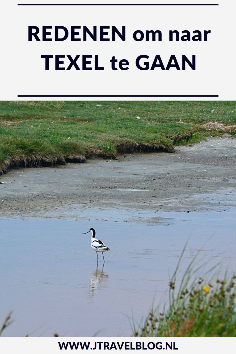 In deze blog geef ik je 13 redenen om naar Texel te gaan, zoals de natuur, de dorpen, het eten, het strand, de musea, wandelen en fietsen en zeehonden spotten. Lees je mee? #texel #redenenomnaartexeltegaan #jtravel #jtravelblog