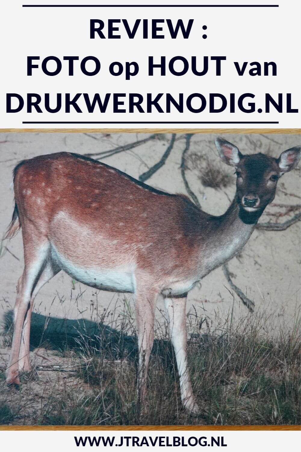 Van Drukwerknodig.nl mocht ik een foto op hout uitkiezen. Ik koos voor een foto die ik maakte tijdens รฉรฉn van mijn vele wandelingen in de Amsterdamse Waterleidingduinen. Mijn review over Drukwerknodig.nl lees je op mijn website. Lees je mee en doe inspiratie op. #review #fotophout #drukwerknodig #damhert #amsterdamsewaterleidingduinen #jtravelblog #jtravel