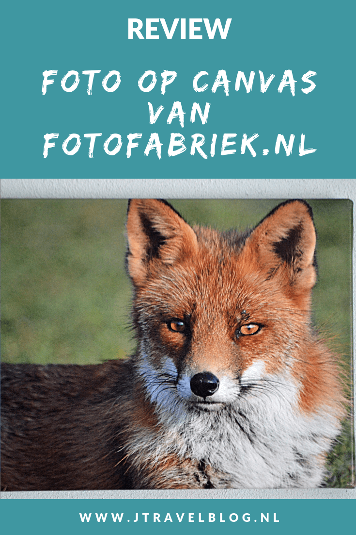 Van Fotofabriek.nl mocht ik een foto op canvas uitkiezen. Ik koos voor een foto van een vos die ik in de Amsterdamse Waterleidingduinen heb gemaakt. Mijn review over fotofabriek.nl lees je op mijn website. Lees je mee en doe inspiratie op. #review #fotofabriek #vos #jtravelblog #jtravel