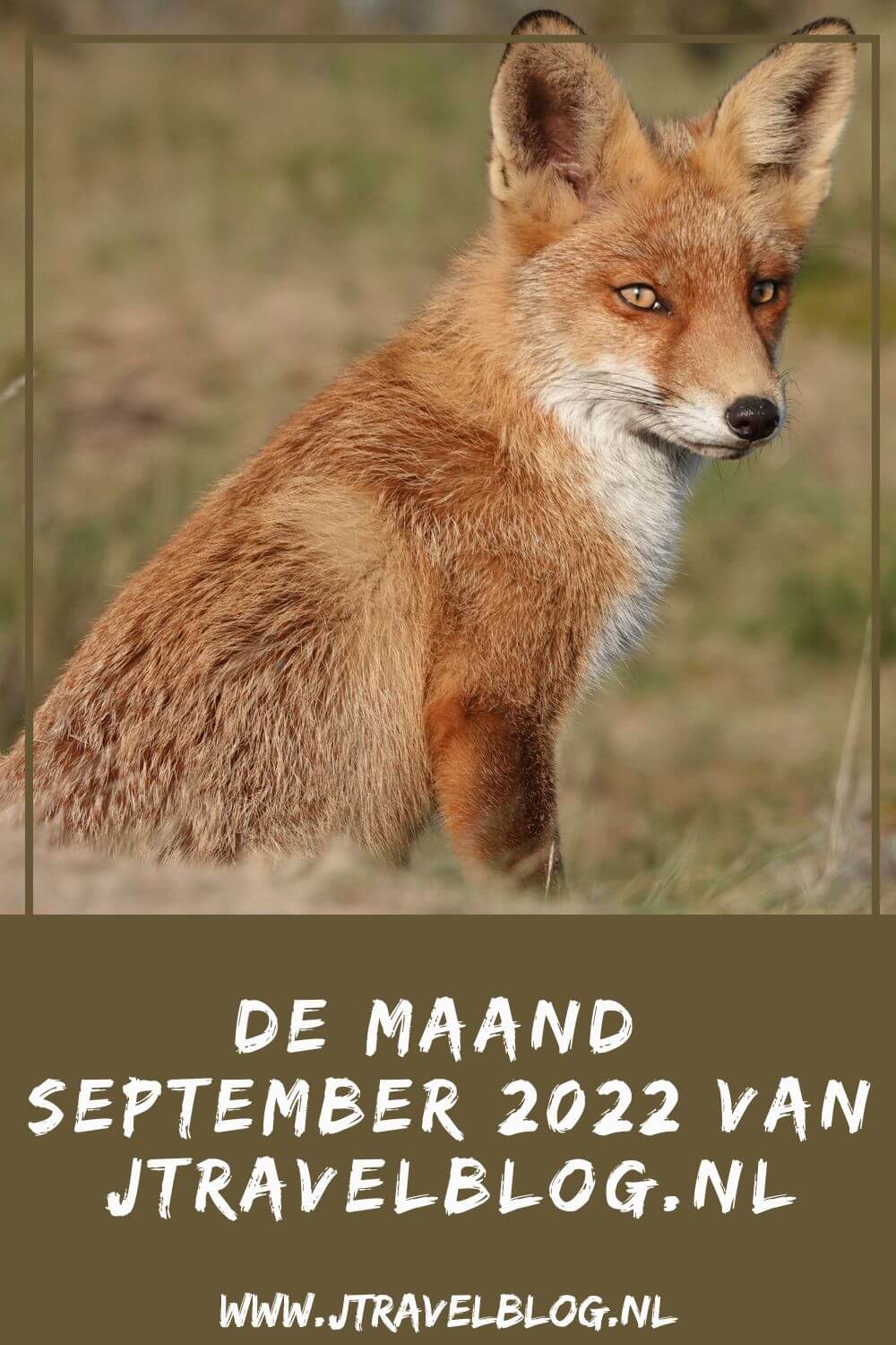 In september 2022 bezocht ik Museum Borg Verhildersum in Leens, De Theefabriek in Houwerzijl en de Historische Tuin Aalsmeer, ik liep de 19e etappe van het Westerborkpad van Hattem naar Station Zwolle en ik maakte weer een mooie wandeling in mijn favoriete wandelgebied: de Amsterdamse Waterleidingduinen. Meer hier over lees je in dit maandoverzicht. #maandoverzicht #september2022 #museumborgverhildersum #detheefabriek #historischetuinaalsmeer #westerborkpad #amsterdamsewaterleidingduinen #jtravel #jtravelblog