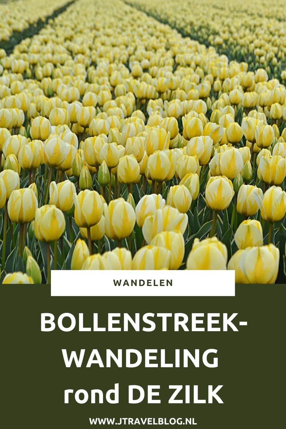 Ik maakte een Bollenstreekwandeling rond De Zilk in Zuid-Holland. Deze Bollenstreekwandeling gaat via verschillende knooppunten en langs veel bollenvelden. Wandel je mee? #bollenstreekwandeling #bollenstreek #dezilk #wandelen #jtravel #jtravelblog